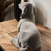 Dachshund Figurine - Grey Velvet - Lying-5010792476568-Bargainia.com