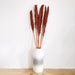 Dried Nanal Grass - Burgundy - 75cm - 10 Stems 8717795287616 only5pounds-com