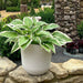 White Rattan Effect Round Plant Pot - 33cm 8414926379683 only5pounds-com